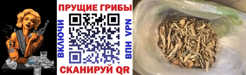 купить наркотики сайты Ессентукская Псилоцибиновые грибы Psilocybine cubensis